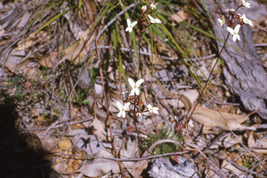 APII jpeg image of Stylidium pubigerum  © contact APII