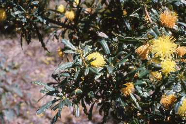 APII jpeg image of Banksia squarrosa subsp. squarrosa  © contact APII
