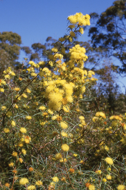 APII jpeg image of Banksia pallida  © contact APII