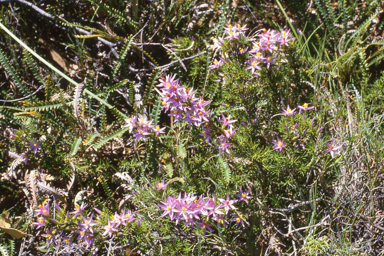 APII jpeg image of Calectasia narragara  © contact APII