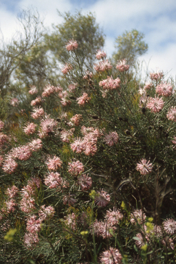 APII jpeg image of Isopogon divergens  © contact APII