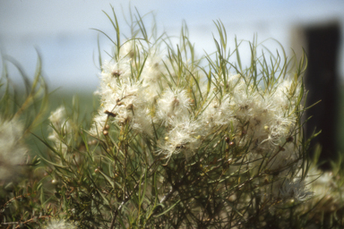 APII jpeg image of Melaleuca radula  © contact APII