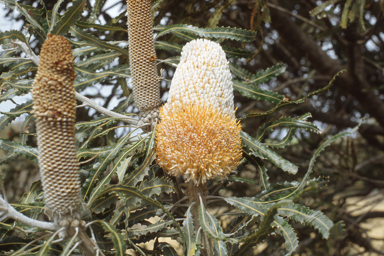 APII jpeg image of Banksia prionotes  © contact APII