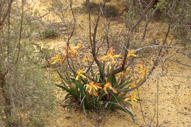 APII jpeg image of Anigozanthos humilis  © contact APII