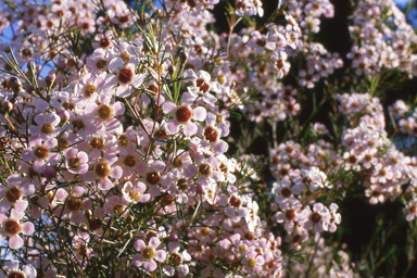 APII jpeg image of Chamelaucium uncinatum  © contact APII