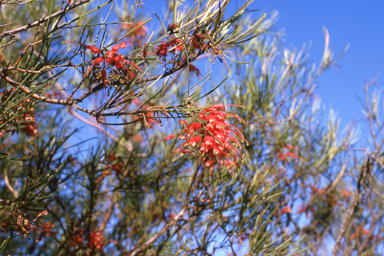 APII jpeg image of Grevillea pinifolia  © contact APII