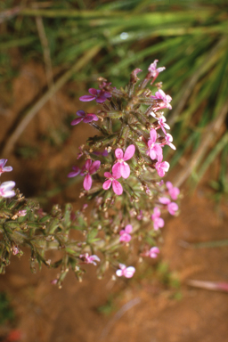 APII jpeg image of Stylidium elongatum  © contact APII