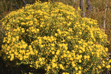 APII jpeg image of Verticordia chrysantha  © contact APII