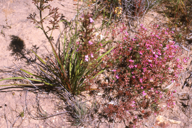APII jpeg image of Stylidium bulbiferum  © contact APII