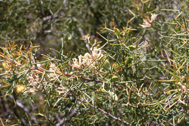 APII jpeg image of Hakea trifurcata  © contact APII
