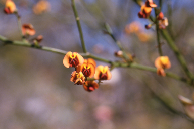 APII jpeg image of Daviesia divaricata  © contact APII