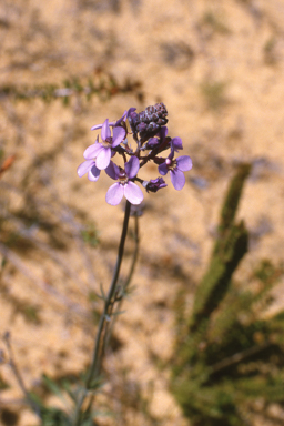 APII jpeg image of Stylidium brunonianum  © contact APII