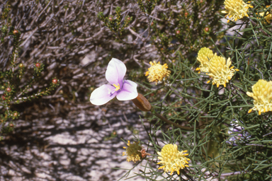 APII jpeg image of Patersonia occidentalis  © contact APII