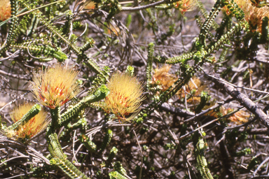 APII jpeg image of Beaufortia squarrosa  © contact APII