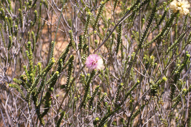 APII jpeg image of Phymatocarpus porphyrocephalus  © contact APII