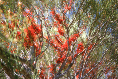 APII jpeg image of Hakea orthorrhyncha  © contact APII