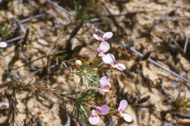 APII jpeg image of Stylidium burbidgeanum  © contact APII