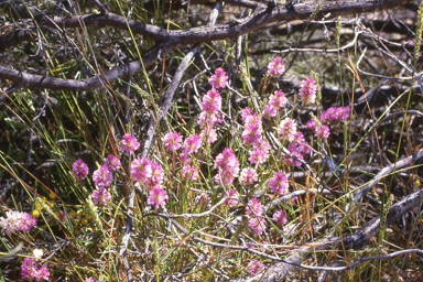 APII jpeg image of Ptilotus grandiflorus var. grandiflorus  © contact APII