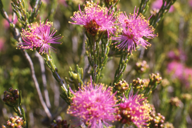 APII jpeg image of Melaleuca psammophila  © contact APII
