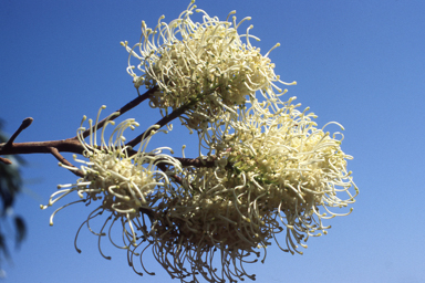 APII jpeg image of Grevillea leucopteris  © contact APII