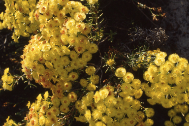 APII jpeg image of Verticordia grandiflora  © contact APII