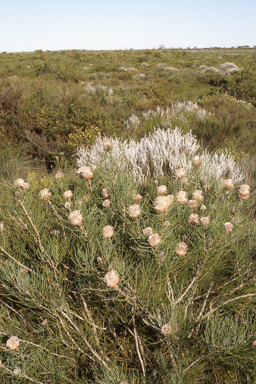 APII jpeg image of Isopogon divergens  © contact APII