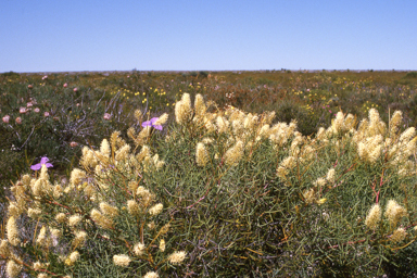 APII jpeg image of Grevillea trachytheca  © contact APII
