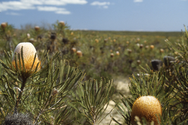 APII jpeg image of Banksia hookeriana  © contact APII