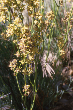 APII jpeg image of Stirlingia latifolia  © contact APII