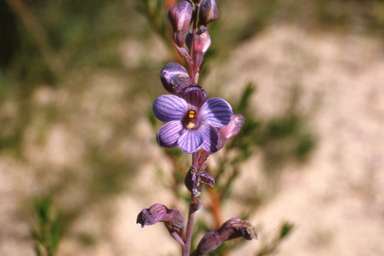 APII jpeg image of Thelymitra campanulata  © contact APII