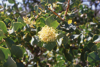 APII jpeg image of Hakea prostrata  © contact APII