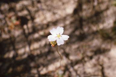 APII jpeg image of Drosera eneabba  © contact APII