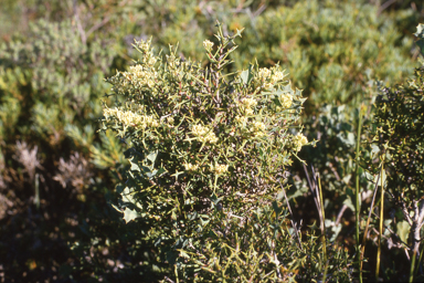 APII jpeg image of Hakea auriculata  © contact APII