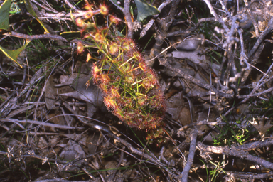 APII jpeg image of Drosera porrecta  © contact APII