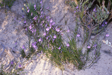 APII jpeg image of Hybanthus calycinus  © contact APII