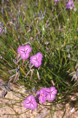 APII jpeg image of Thysanotus multiflorus  © contact APII