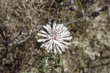 APII jpeg image of Petrophile linearis  © contact APII