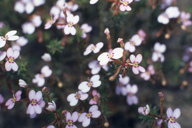 APII jpeg image of Stylidium bulbiferum  © contact APII
