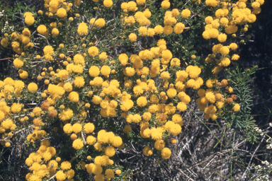 APII jpeg image of Acacia pulchella  © contact APII