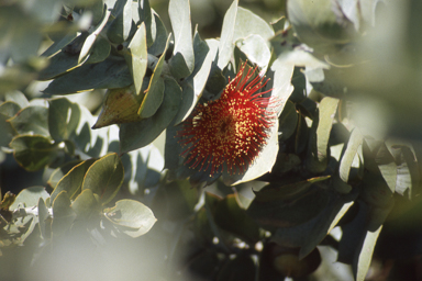 APII jpeg image of Eucalyptus macrocarpa subsp. elechantha  © contact APII