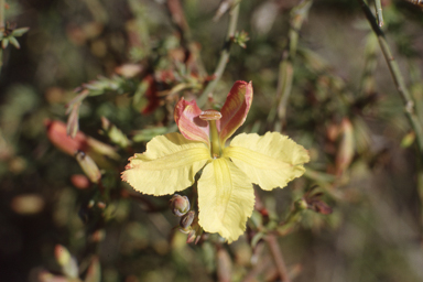 APII jpeg image of Lechenaultia linarioides  © contact APII
