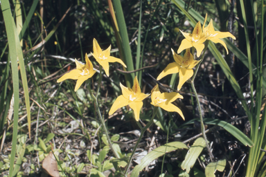 APII jpeg image of Caladenia flava subsp. flava  © contact APII