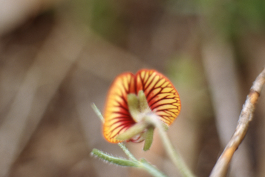 APII jpeg image of Isotropis cuneifolia subsp. cuneifolia  © contact APII