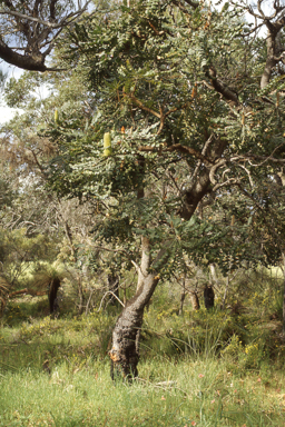 APII jpeg image of Banksia grandis  © contact APII