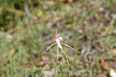 APII jpeg image of Caladenia longicauda subsp. longicauda  © contact APII