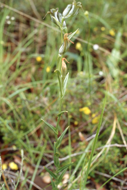 APII jpeg image of Pterostylis recurva  © contact APII