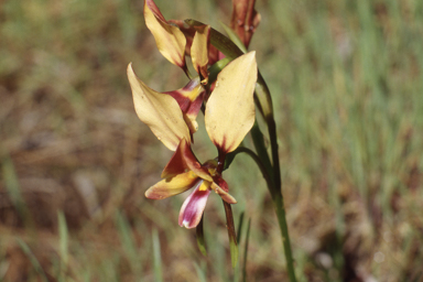 APII jpeg image of Diuris longifolia  © contact APII