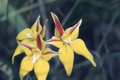 APII jpeg image of Caladenia flava  © contact APII