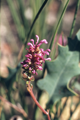 APII jpeg image of Grevillea quercifolia  © contact APII