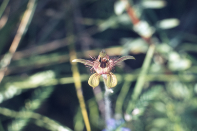 APII jpeg image of Caladenia discoidea  © contact APII